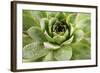 Beautiful Succulent Plant with Water Drops close Up-Yastremska-Framed Photographic Print