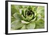 Beautiful Succulent Plant with Water Drops close Up-Yastremska-Framed Photographic Print