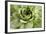 Beautiful Succulent Plant with Water Drops close Up-Yastremska-Framed Photographic Print