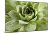 Beautiful Succulent Plant with Water Drops close Up-Yastremska-Mounted Photographic Print