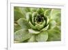 Beautiful Succulent Plant with Water Drops close Up-Yastremska-Framed Photographic Print