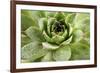 Beautiful Succulent Plant with Water Drops close Up-Yastremska-Framed Photographic Print