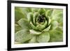 Beautiful Succulent Plant with Water Drops close Up-Yastremska-Framed Photographic Print