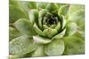 Beautiful Succulent Plant with Water Drops close Up-Yastremska-Mounted Photographic Print