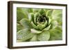 Beautiful Succulent Plant with Water Drops close Up-Yastremska-Framed Photographic Print