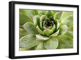 Beautiful Succulent Plant with Water Drops close Up-Yastremska-Framed Photographic Print