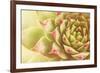 Beautiful Succulent Plant with Water Drops close Up-Yastremska-Framed Photographic Print