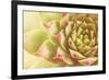 Beautiful Succulent Plant with Water Drops close Up-Yastremska-Framed Photographic Print