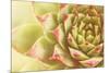 Beautiful Succulent Plant with Water Drops close Up-Yastremska-Mounted Photographic Print