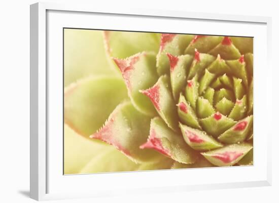 Beautiful Succulent Plant with Water Drops close Up-Yastremska-Framed Photographic Print
