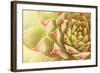 Beautiful Succulent Plant with Water Drops close Up-Yastremska-Framed Photographic Print