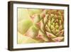 Beautiful Succulent Plant with Water Drops close Up-Yastremska-Framed Photographic Print