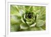 Beautiful Succulent Plant with Water Drops close Up-Yastremska-Framed Photographic Print