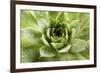 Beautiful Succulent Plant with Water Drops close Up-Yastremska-Framed Photographic Print