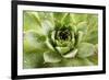 Beautiful Succulent Plant with Water Drops close Up-Yastremska-Framed Photographic Print