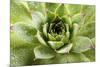 Beautiful Succulent Plant with Water Drops close Up-Yastremska-Mounted Photographic Print