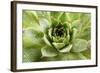 Beautiful Succulent Plant with Water Drops close Up-Yastremska-Framed Photographic Print