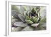 Beautiful Succulent Plant with Water Drops close Up-Yastremska-Framed Photographic Print