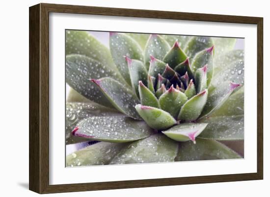 Beautiful Succulent Plant with Water Drops close Up-Yastremska-Framed Photographic Print