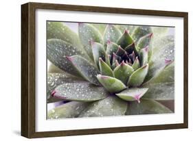 Beautiful Succulent Plant with Water Drops close Up-Yastremska-Framed Photographic Print