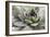 Beautiful Succulent Plant with Water Drops close Up-Yastremska-Framed Photographic Print