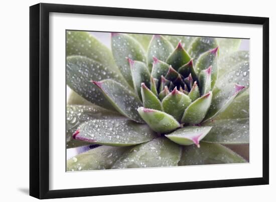 Beautiful Succulent Plant with Water Drops close Up-Yastremska-Framed Photographic Print