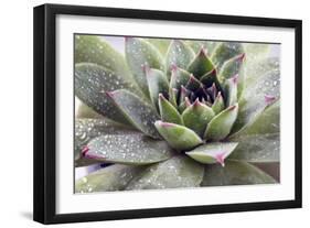 Beautiful Succulent Plant with Water Drops close Up-Yastremska-Framed Photographic Print