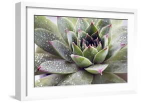 Beautiful Succulent Plant with Water Drops close Up-Yastremska-Framed Photographic Print