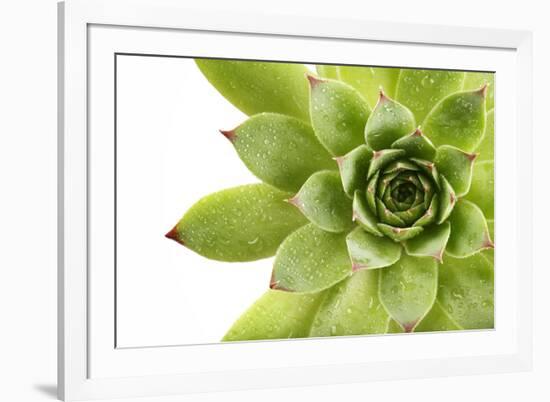 Beautiful Succulent Plant with Water Drops close Up-Yastremska-Framed Photographic Print