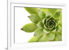 Beautiful Succulent Plant with Water Drops close Up-Yastremska-Framed Photographic Print