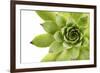 Beautiful Succulent Plant with Water Drops close Up-Yastremska-Framed Photographic Print