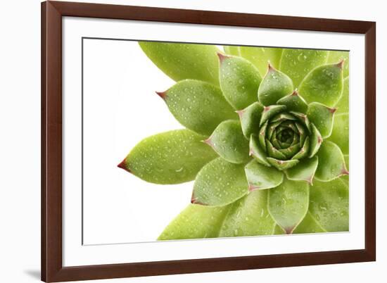 Beautiful Succulent Plant with Water Drops close Up-Yastremska-Framed Photographic Print