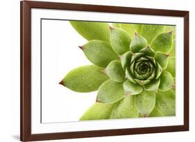 Beautiful Succulent Plant with Water Drops close Up-Yastremska-Framed Photographic Print