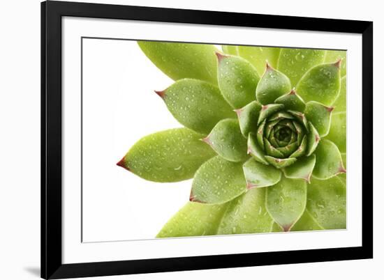 Beautiful Succulent Plant with Water Drops close Up-Yastremska-Framed Photographic Print