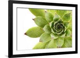 Beautiful Succulent Plant with Water Drops close Up-Yastremska-Framed Photographic Print