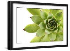 Beautiful Succulent Plant with Water Drops close Up-Yastremska-Framed Photographic Print