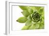 Beautiful Succulent Plant with Water Drops close Up-Yastremska-Framed Photographic Print