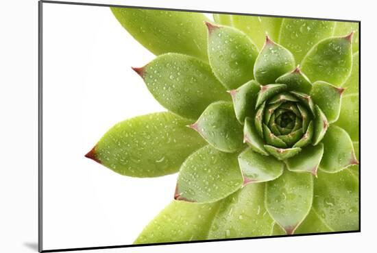 Beautiful Succulent Plant with Water Drops close Up-Yastremska-Mounted Photographic Print