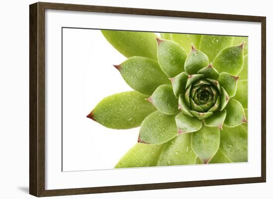 Beautiful Succulent Plant with Water Drops close Up-Yastremska-Framed Photographic Print