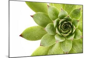 Beautiful Succulent Plant with Water Drops close Up-Yastremska-Mounted Photographic Print