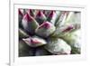 Beautiful Succulent Plant with Water Drops close Up-Yastremska-Framed Photographic Print