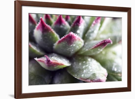 Beautiful Succulent Plant with Water Drops close Up-Yastremska-Framed Photographic Print