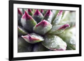 Beautiful Succulent Plant with Water Drops close Up-Yastremska-Framed Photographic Print