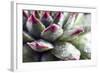 Beautiful Succulent Plant with Water Drops close Up-Yastremska-Framed Photographic Print