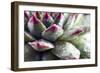 Beautiful Succulent Plant with Water Drops close Up-Yastremska-Framed Photographic Print