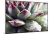 Beautiful Succulent Plant with Water Drops close Up-Yastremska-Mounted Photographic Print