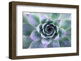 Beautiful Succulent with Water Drops-Yastremska-Framed Photographic Print