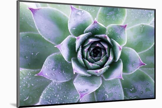 Beautiful Succulent with Water Drops-Yastremska-Mounted Photographic Print