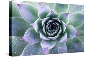 Beautiful Succulent with Water Drops-Yastremska-Stretched Canvas