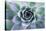 Beautiful Succulent with Water Drops-Yastremska-Stretched Canvas